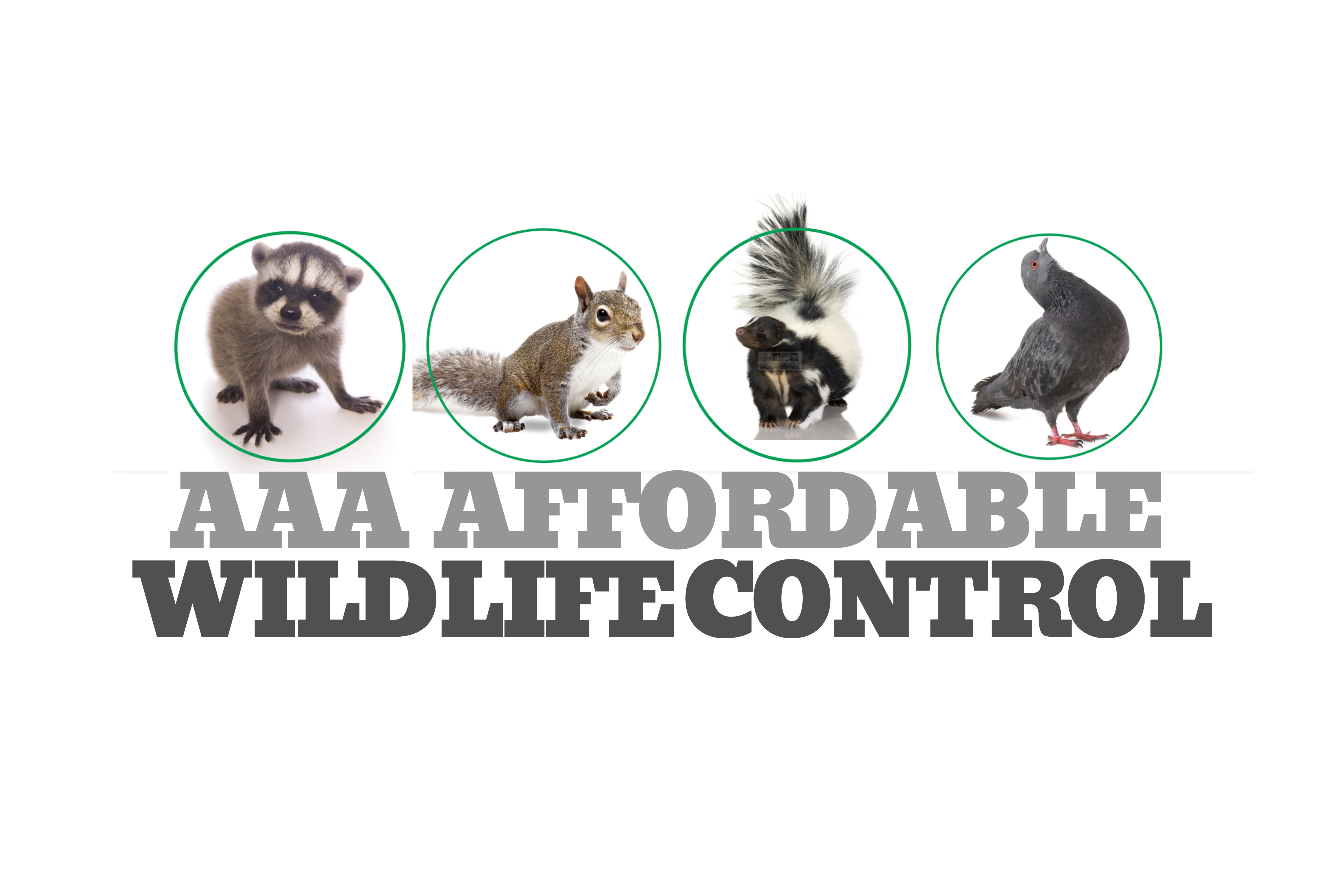 Toronto Wildlife Control & Animal Removal Company | AAA Affordable Wildlife  Control